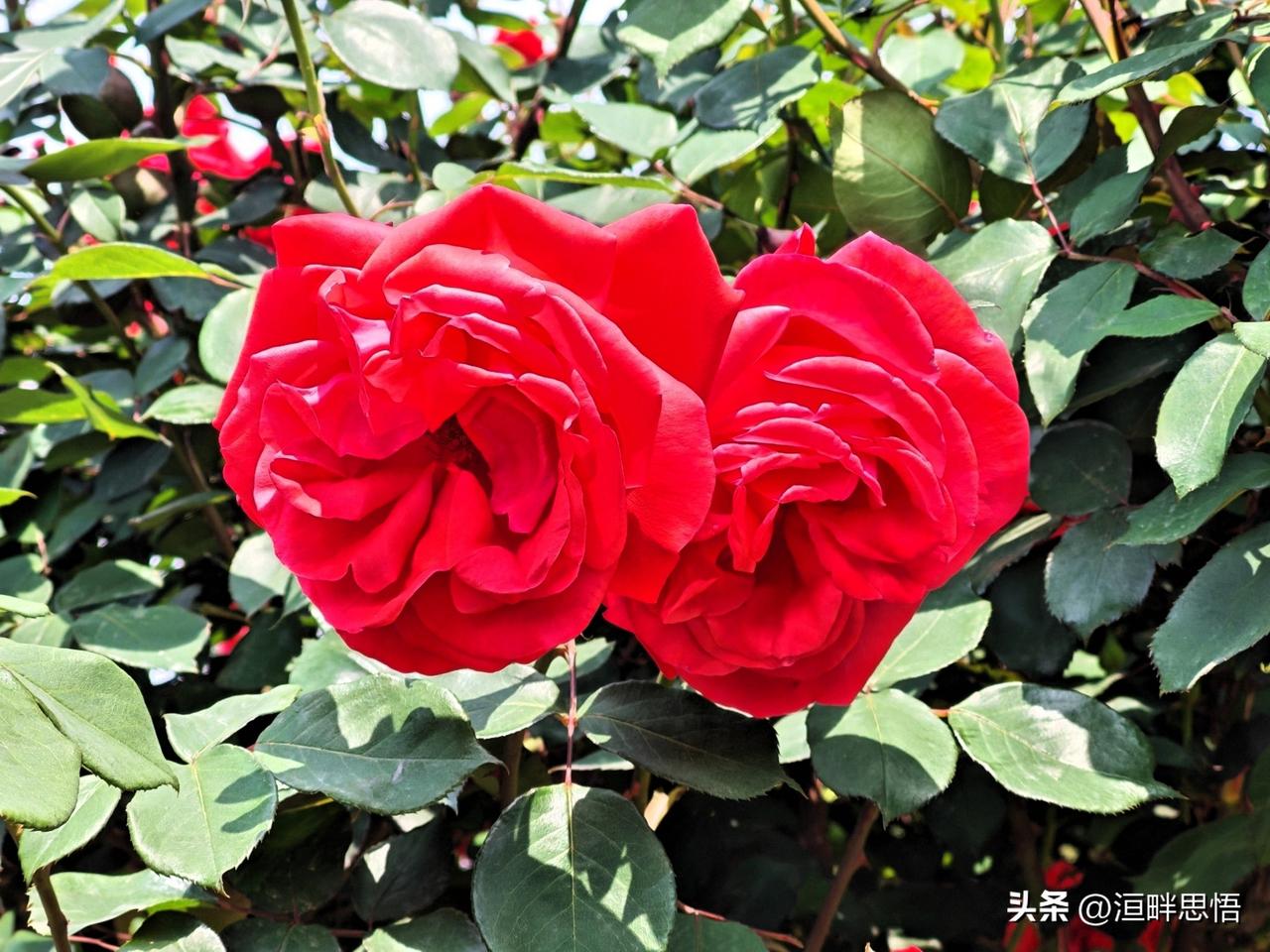 惊艳的红色月季，绽放出无限的美丽与浪漫！🌹💕