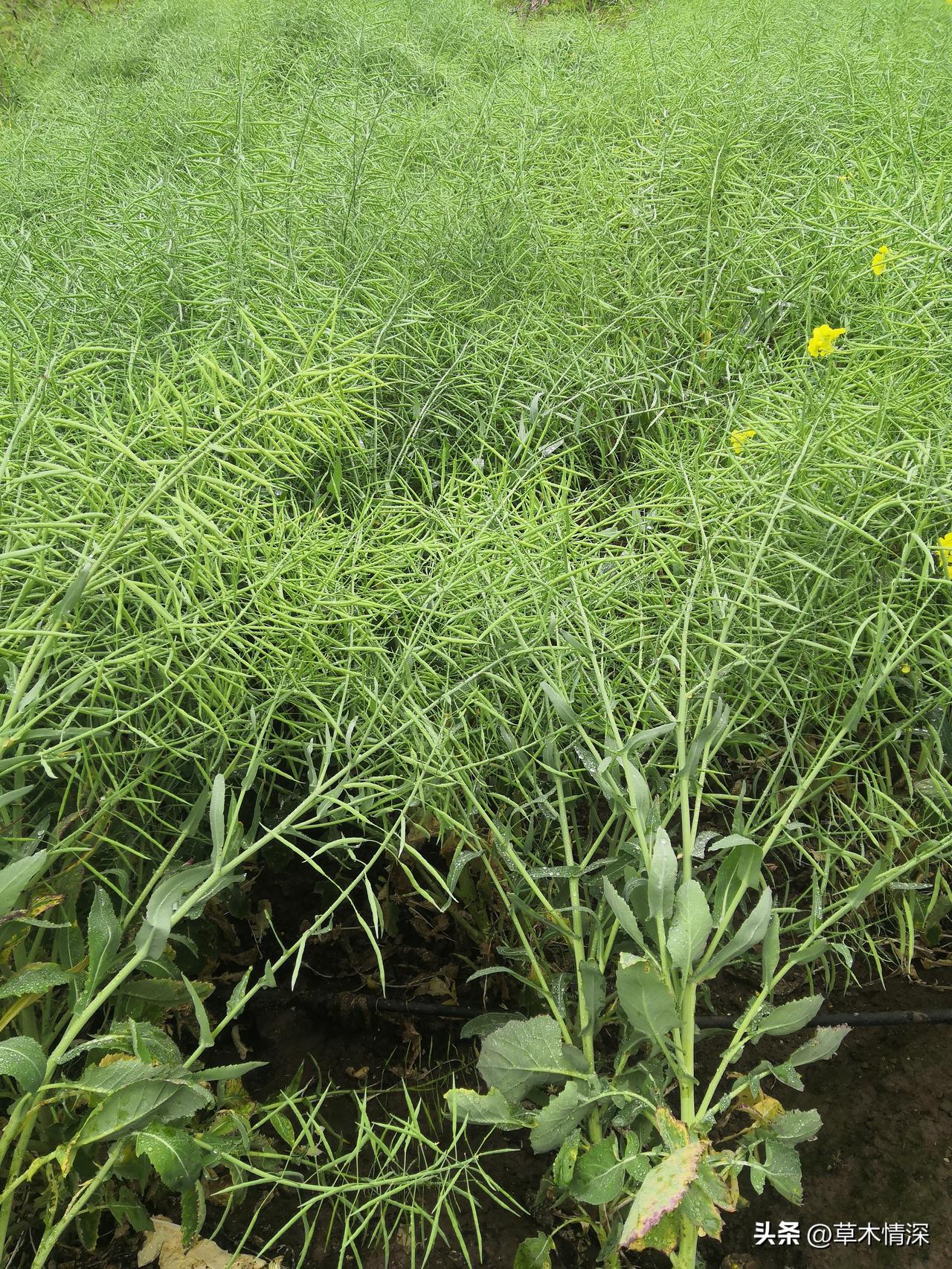 一张图片中可以看到，现在的农村也是繁忙的景象，小春麦子，在阳光3月里面，也显得翠