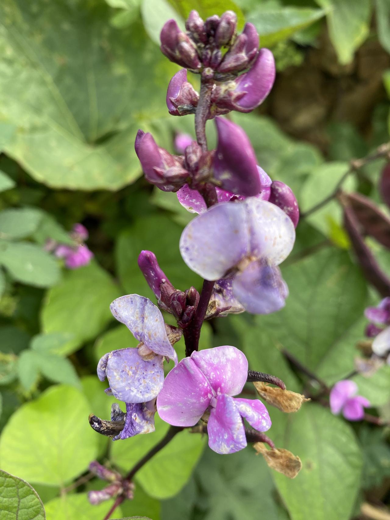 朋友们，你们知道这个东西叫什么吗？用你们的方言说一下，这个在你们当地方言中叫什么