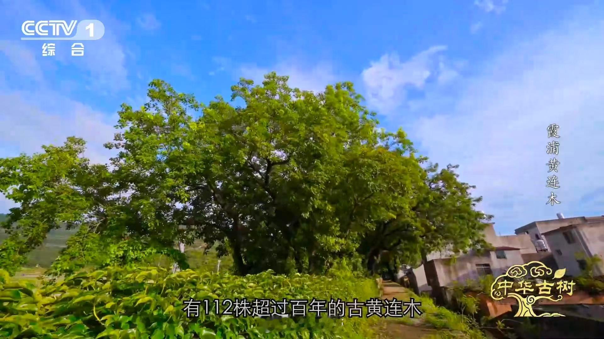 五个世纪的守望！这些古树不仅造就了壮观景象，更用根系守护着渔村文明。在霞浦海岸，