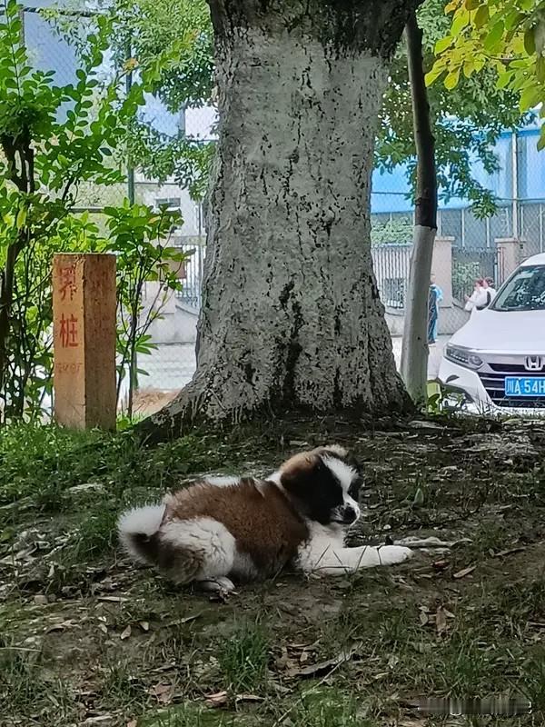 安逸
我现在的状态是安逸，幸福，快乐，
一切都越来越好，特别是孩子们，
儿子工作