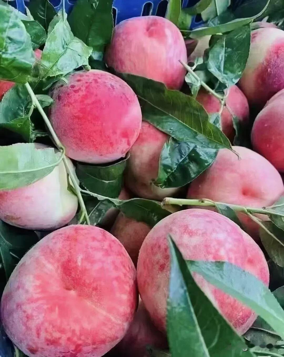 今天吃水果了吗您？