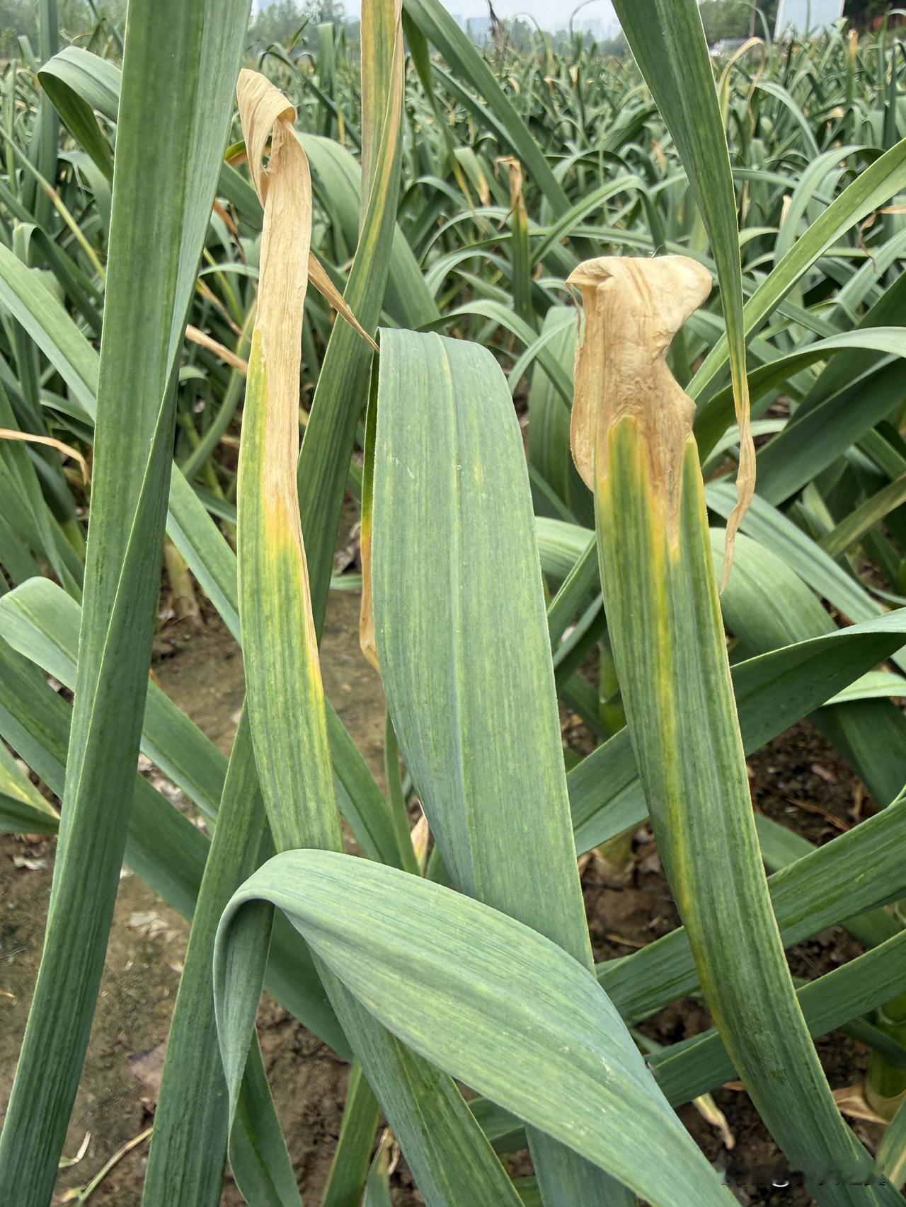 【小对联】
上：失敬失敬；
下：……？