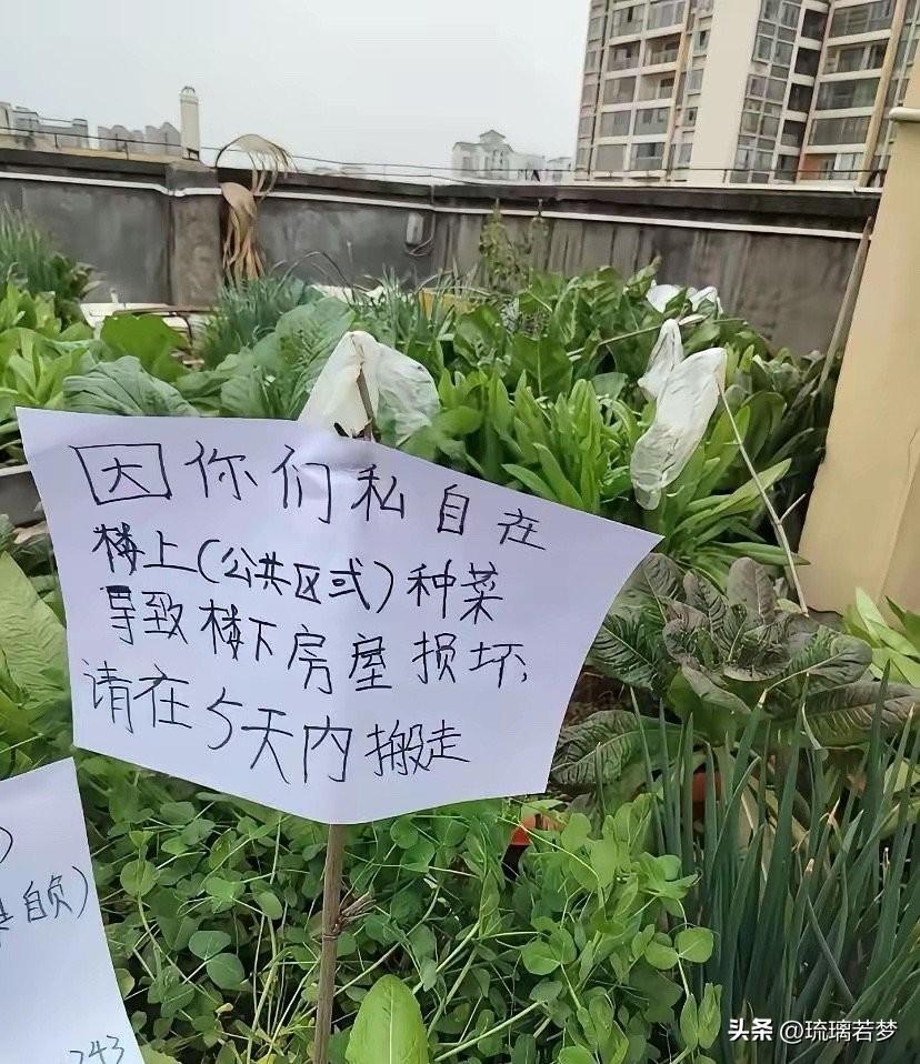 楼顶成了私家花园，这剧情全国统一得让人心酸。

最近广东一小区发生的事让我想起自