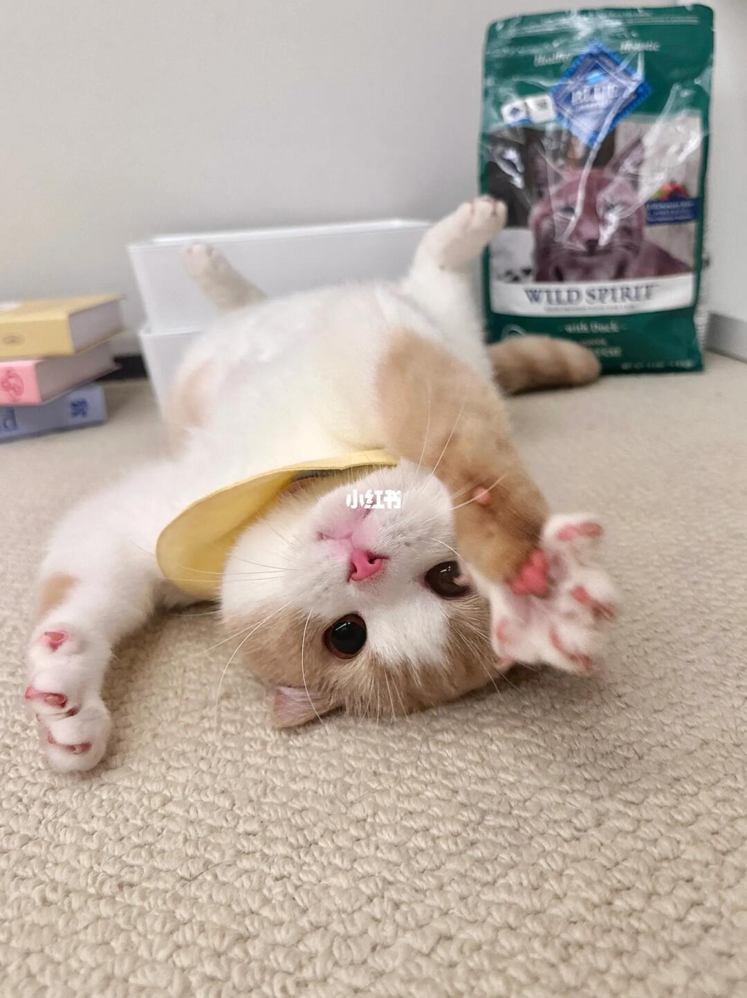 猫儿这个倒立撒娇