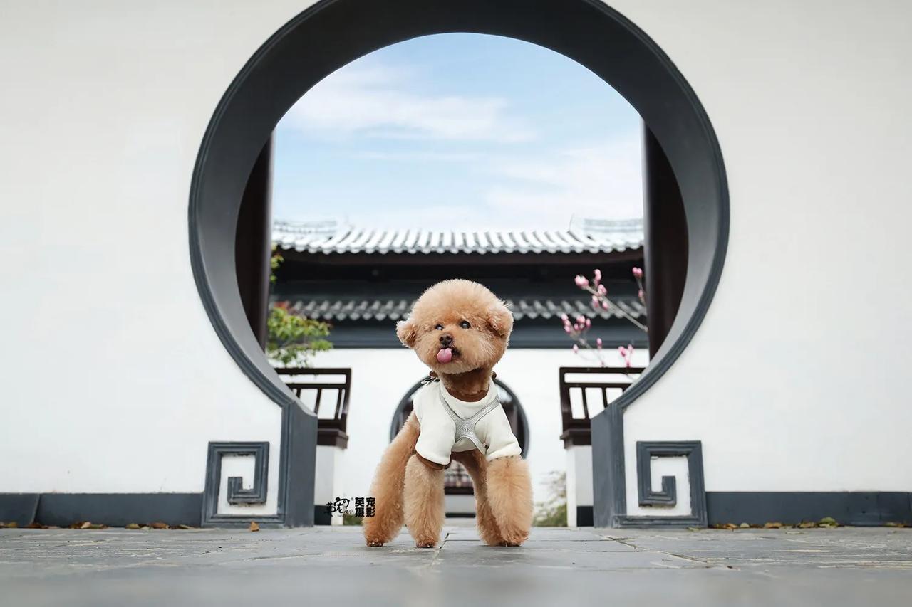 让我们进入一个小小的中式园林呢？😍
【上海拍摄】