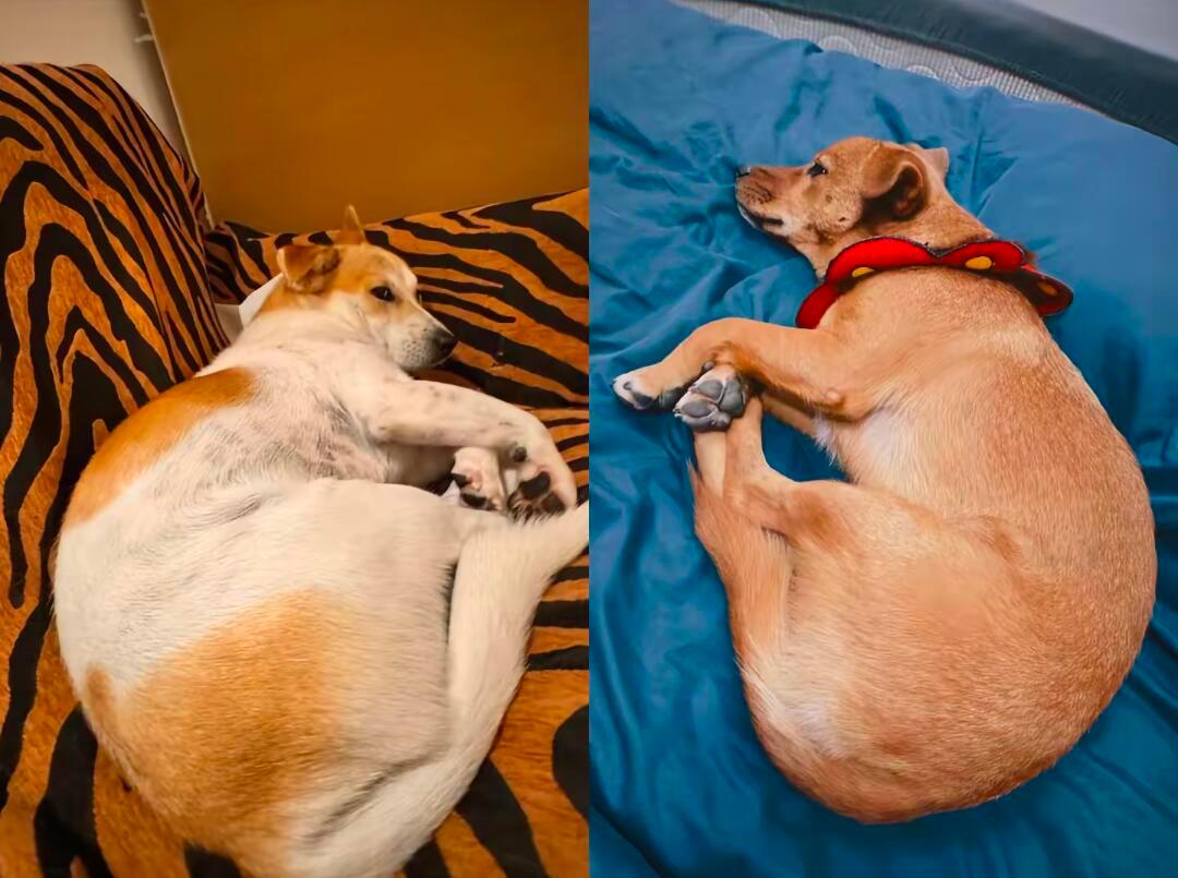 喂喂喂几位家长～两只轰炸大鸡腿在吗想壮壮和红包了还有小狼十个勤天  |  种地吧