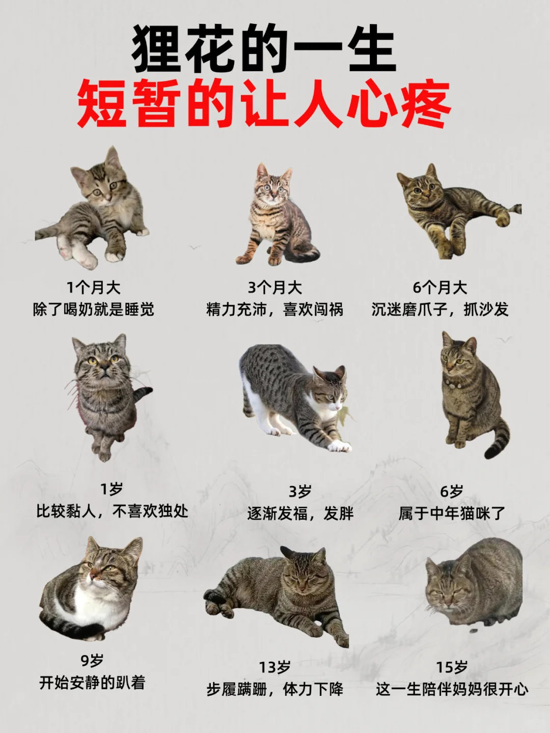 动物奇遇记动物奇趣  狸花猫的一生好短呀！1个月奶猫团成毛球狂炫奶，3个月拆家小