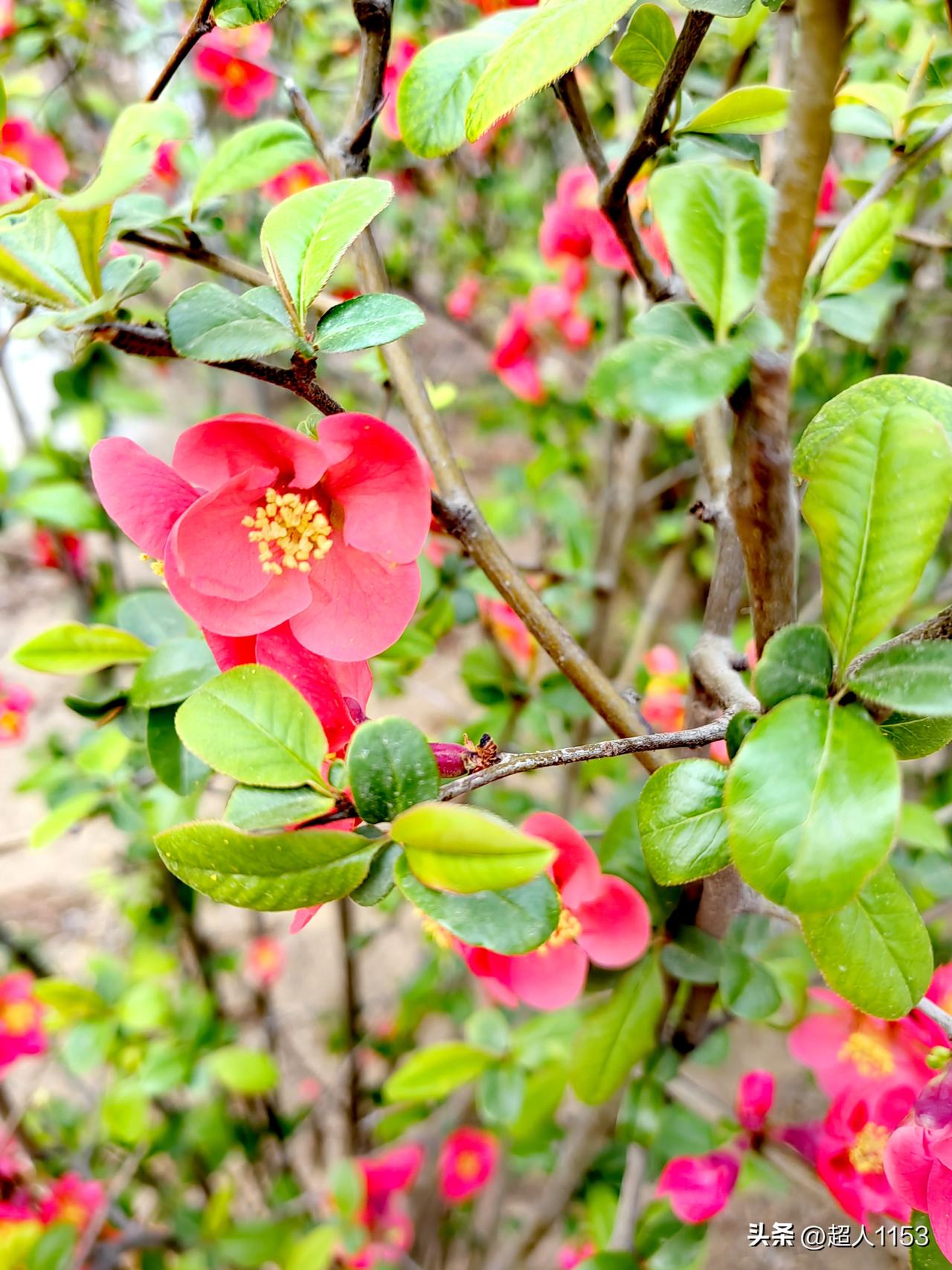 昨天路过长安公园，
隔着栏杆满眼都是漂亮的粉色桃花，一下吸引了我的目光。

走进