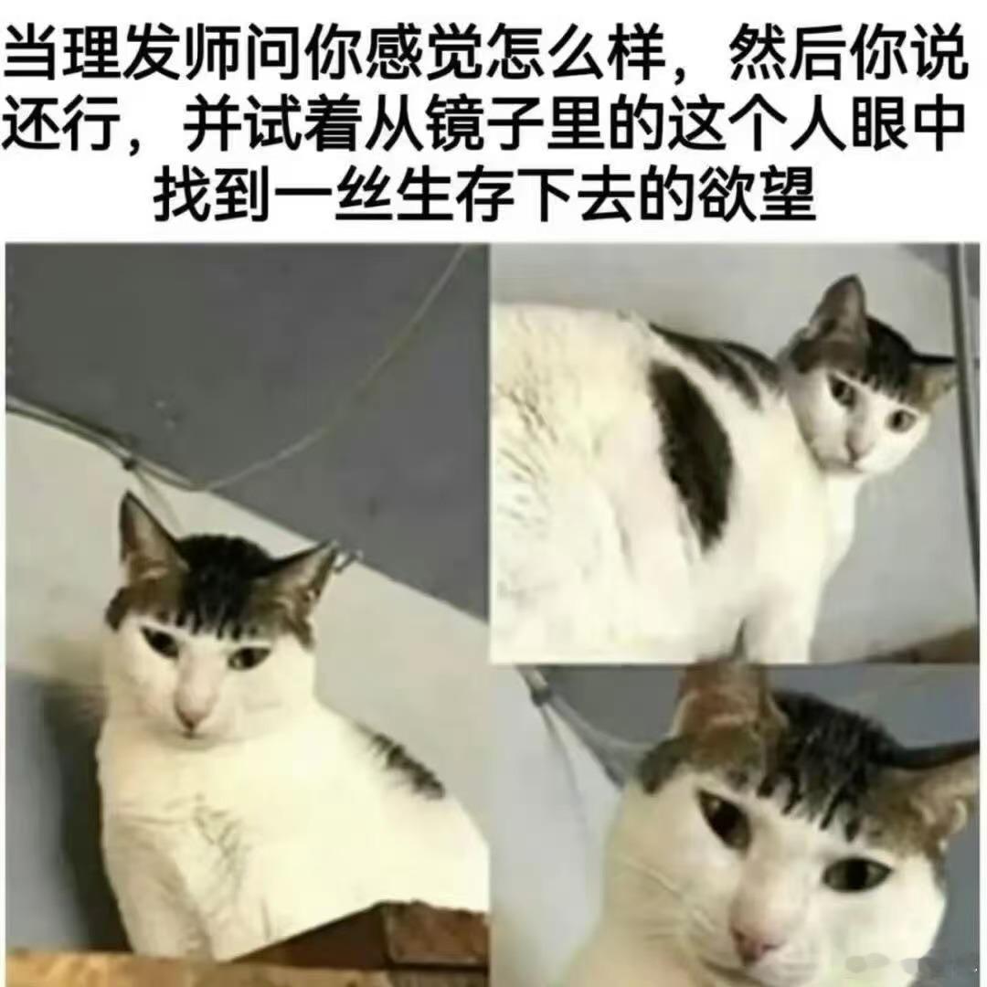 眼耳口鼻都还在memes迷译图