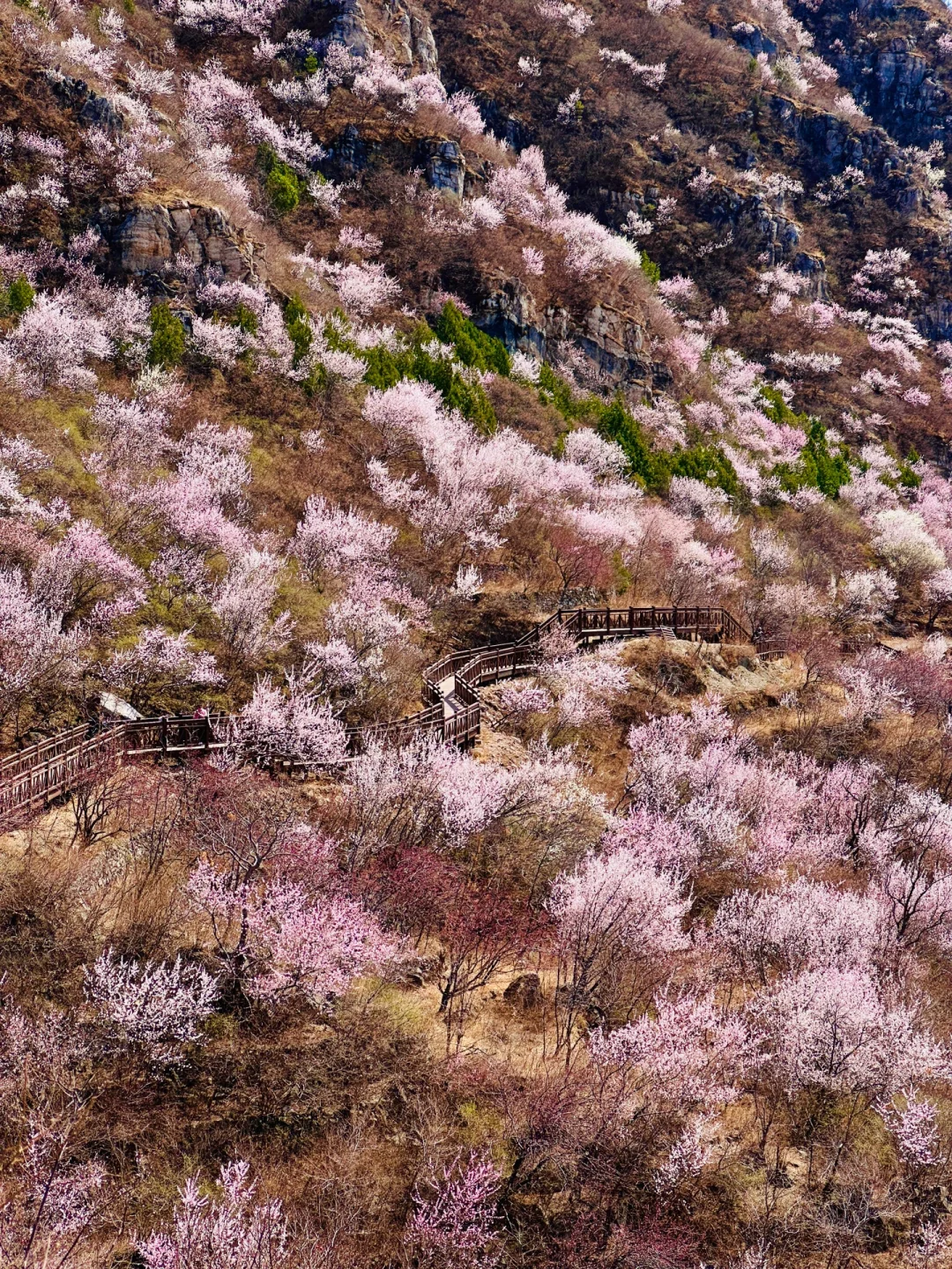 北京春日免费徒步赏花，10分钟登顶老幼友好