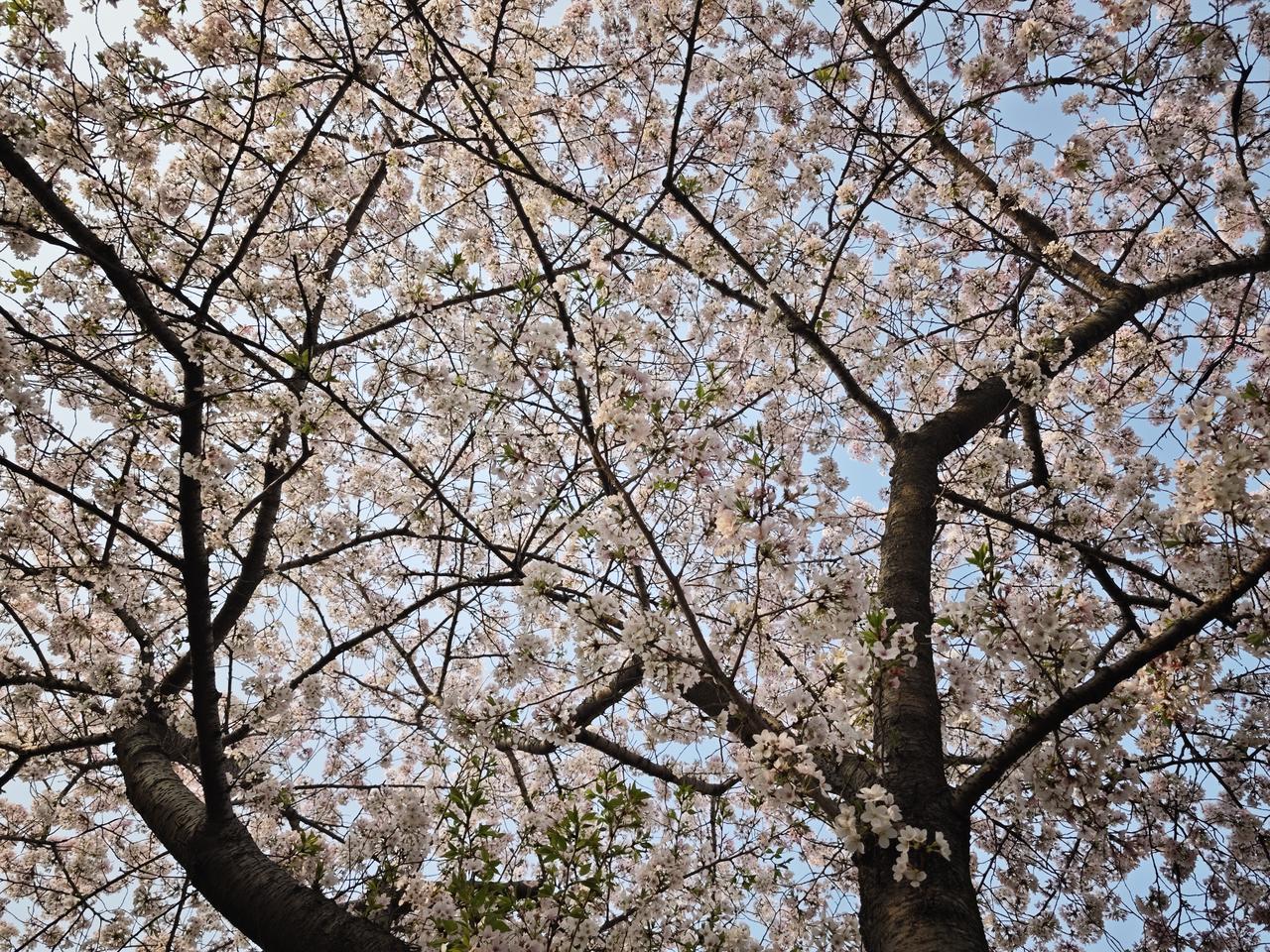 老年人如何拥有好心情,享受当下? 今天是周日，难得我没有任何工作——当然也不一定