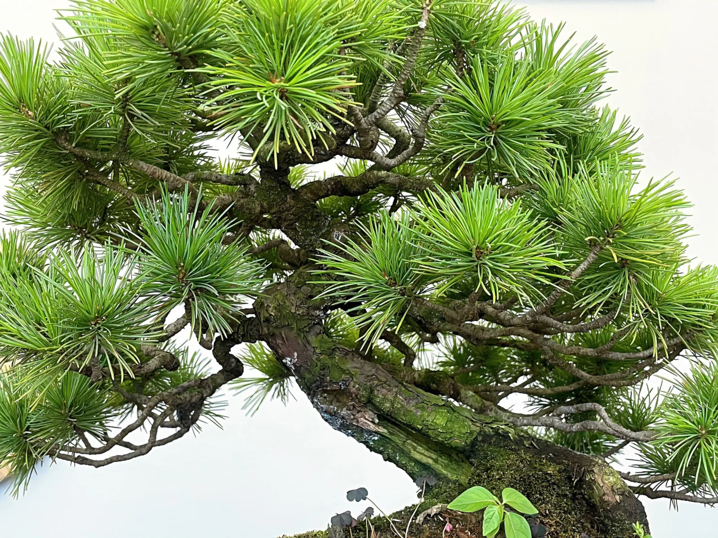 有人说 癖者大抵爱一物不能自已