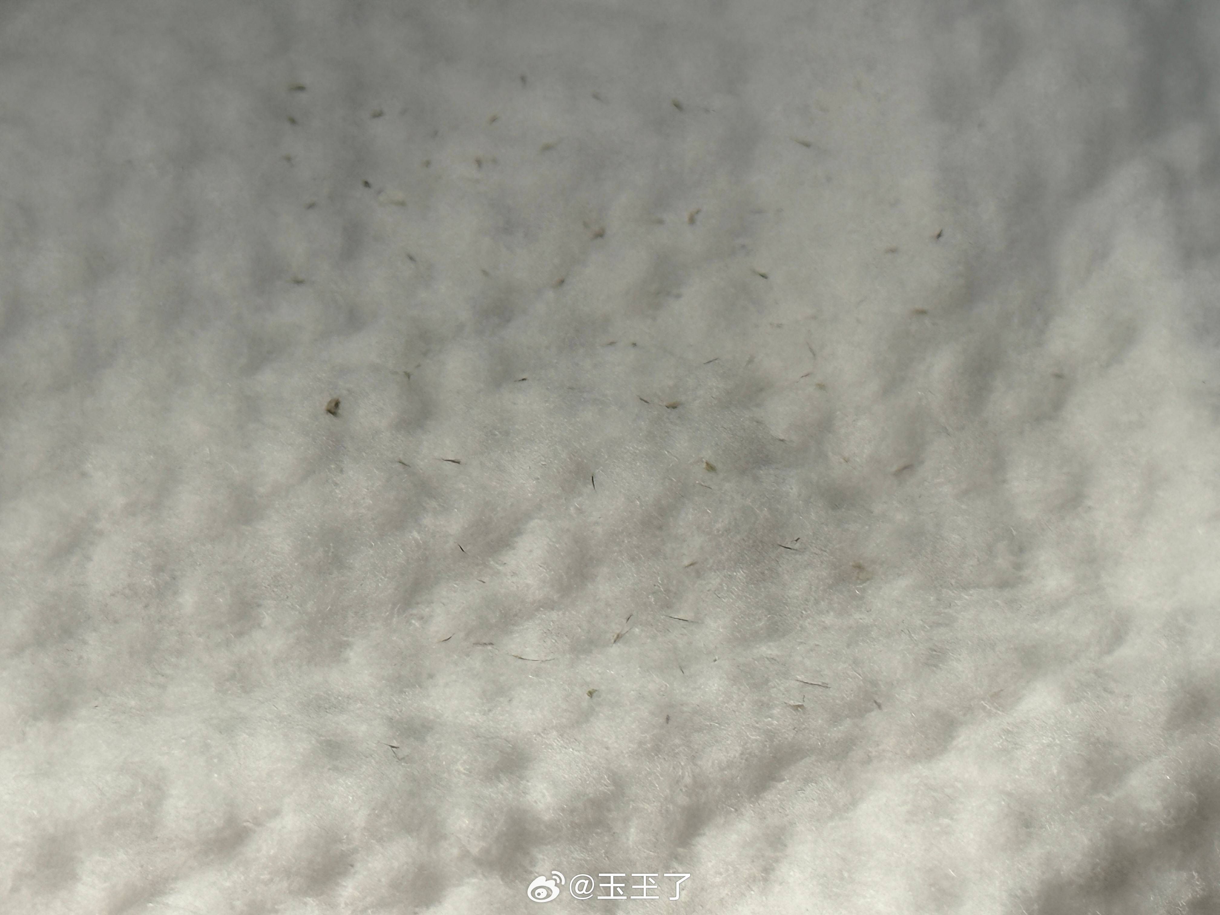 夹毳毛 