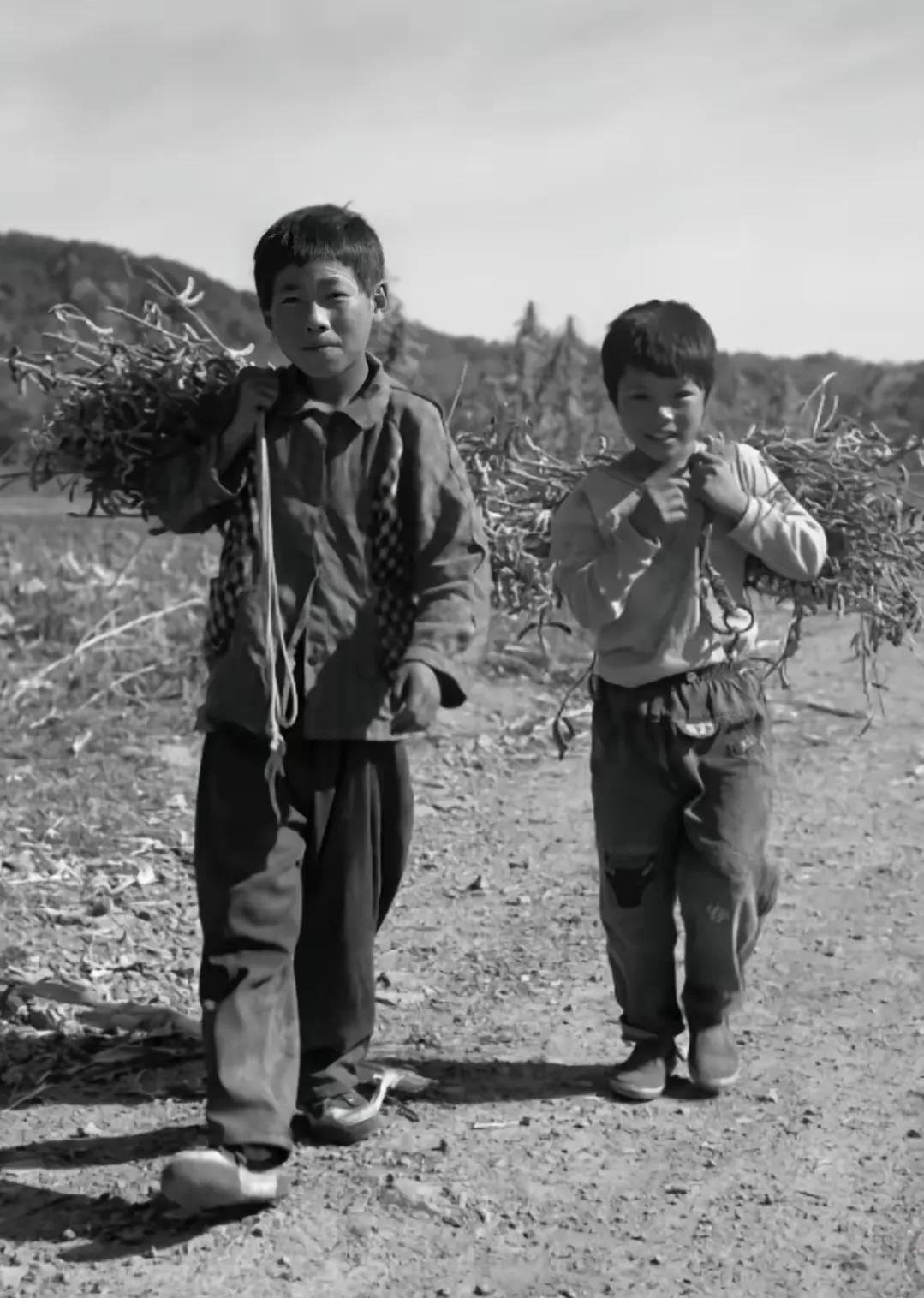 照片片中两位小男孩背着一捆豆棵，自信地走在回家的路上。头条的大神，哪位能判断出这