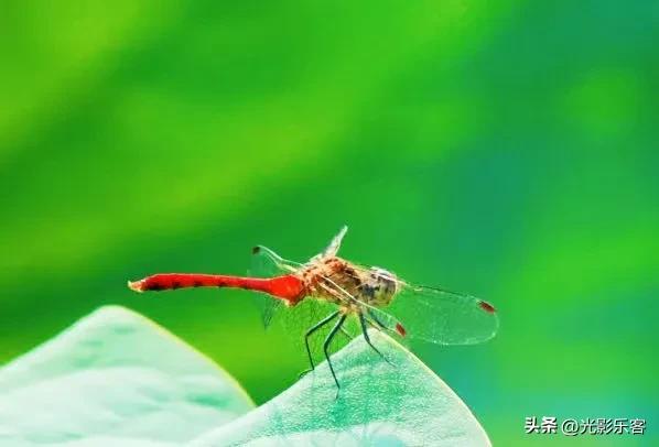 荷花池里一般都有蜻蜓 ，飞来飞去寻找飞虫或者蚊子当美餐。蜻蜓飞行的时候很难拍到，