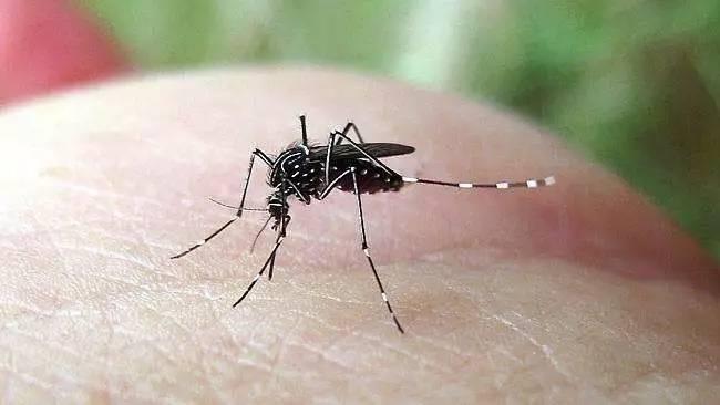 "秋蚊" 比夏蚊还毒？8 月登革热风险上升，这几招帮你挡住 "花蚊子"
很多人以