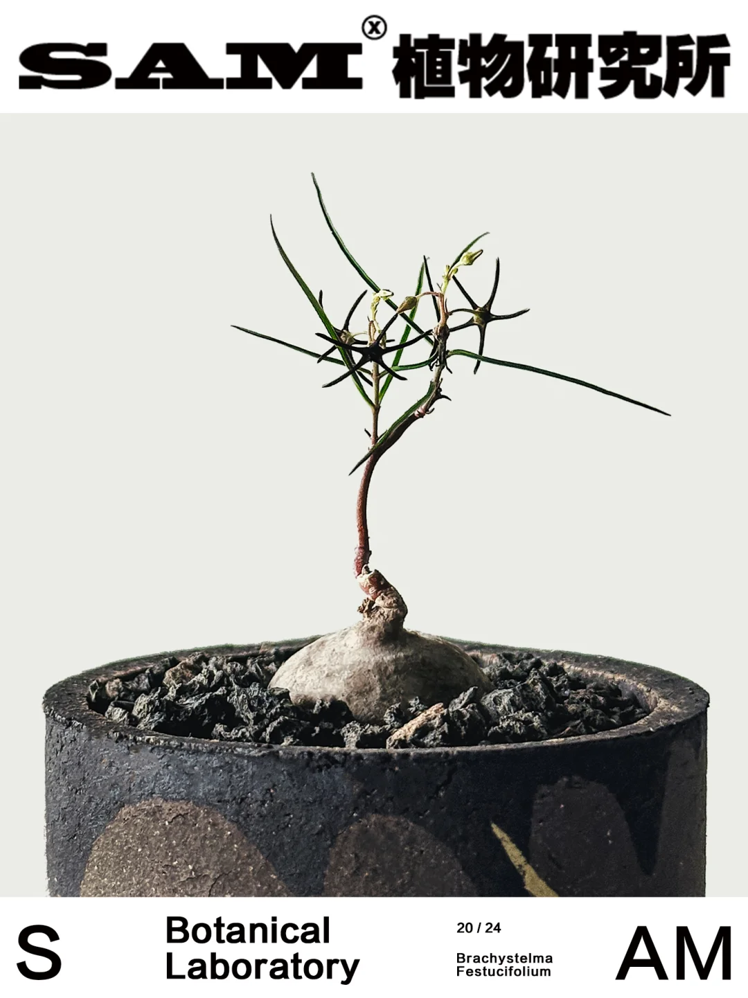 润肺草萝藦｜Brachystelma Festucifolium