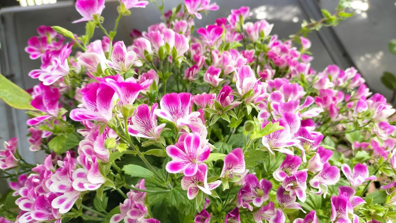 心有温煦，目含清光。
檐下听雨，案头闻香。
俗务缠叠，步履不慌。
条理自至，百事