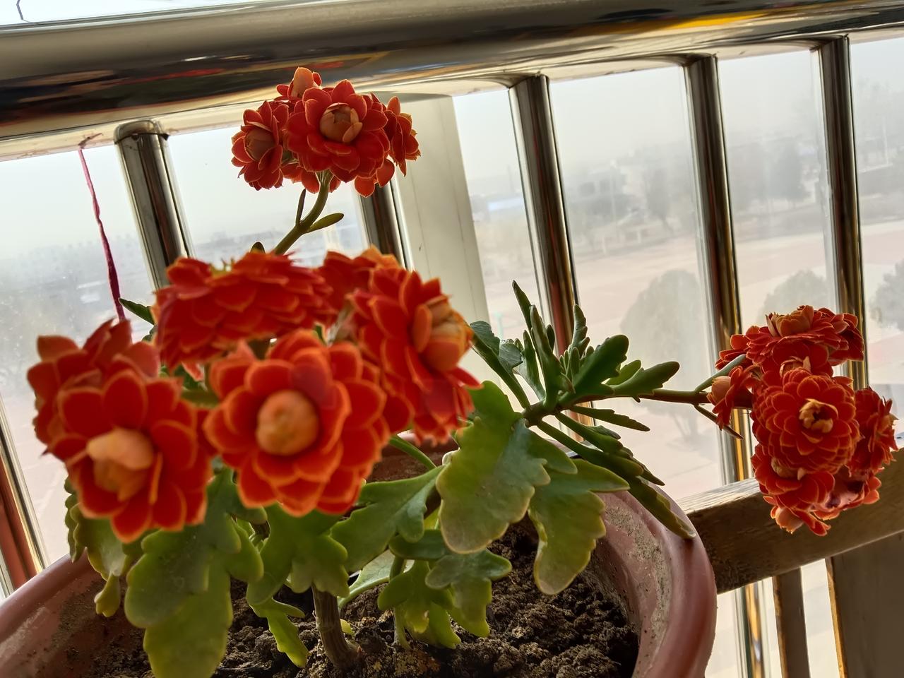 阳光洒满阳台，红橙相间的花儿绽放生机。