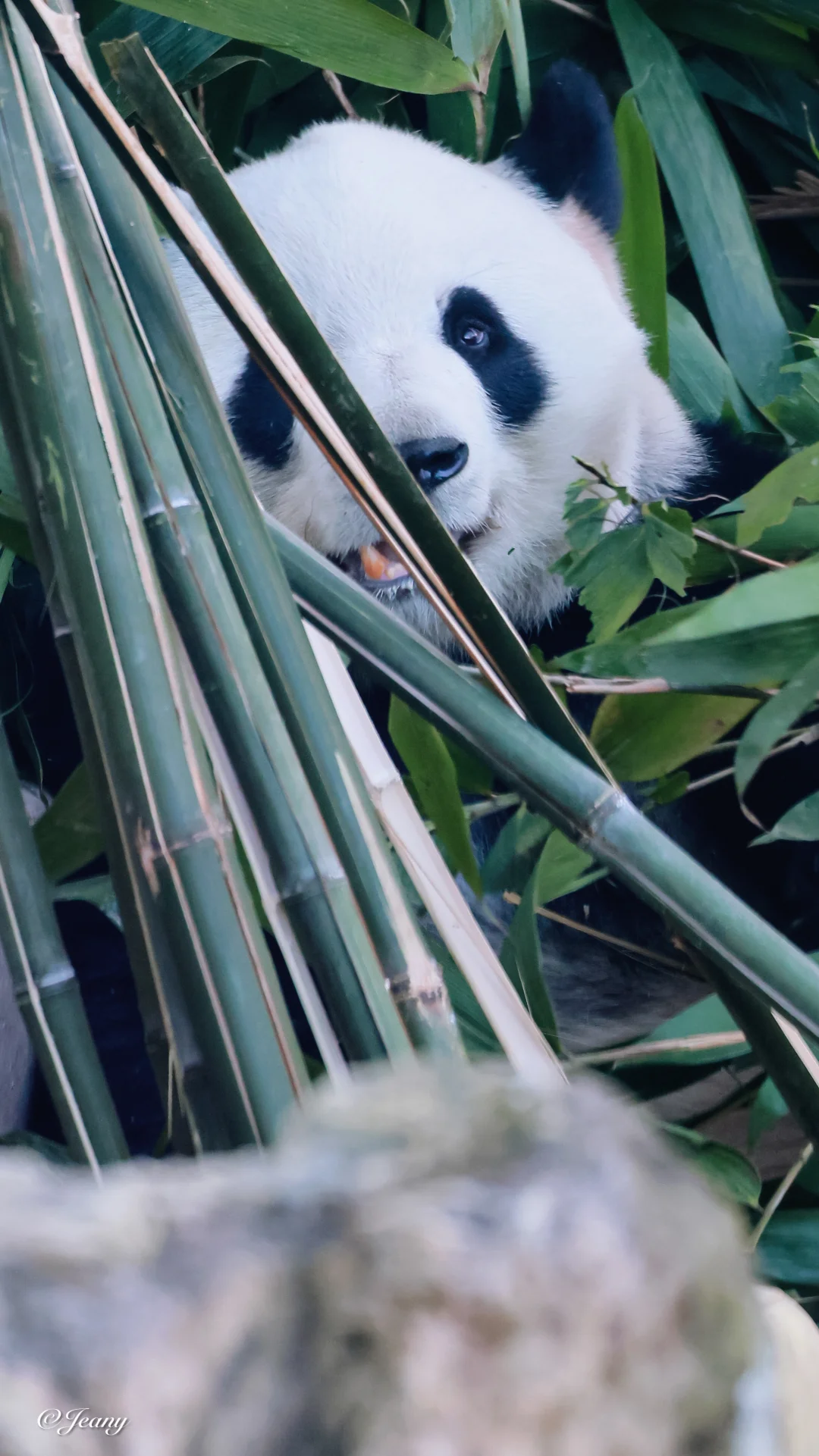 12.8萌兰🐼爱笑的眼睛😊的功夫熊猫♥️