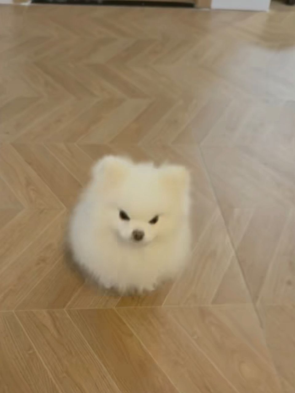 小狗生气 ​​​