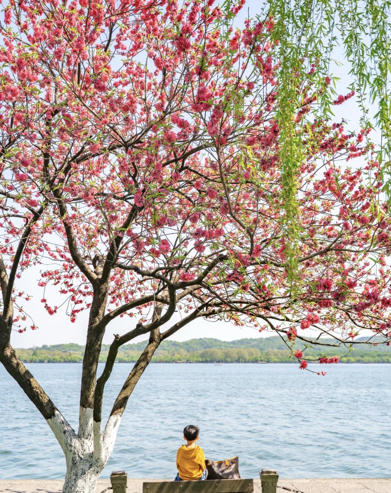 晒图笔记大赛摄影图片：春光灿烂