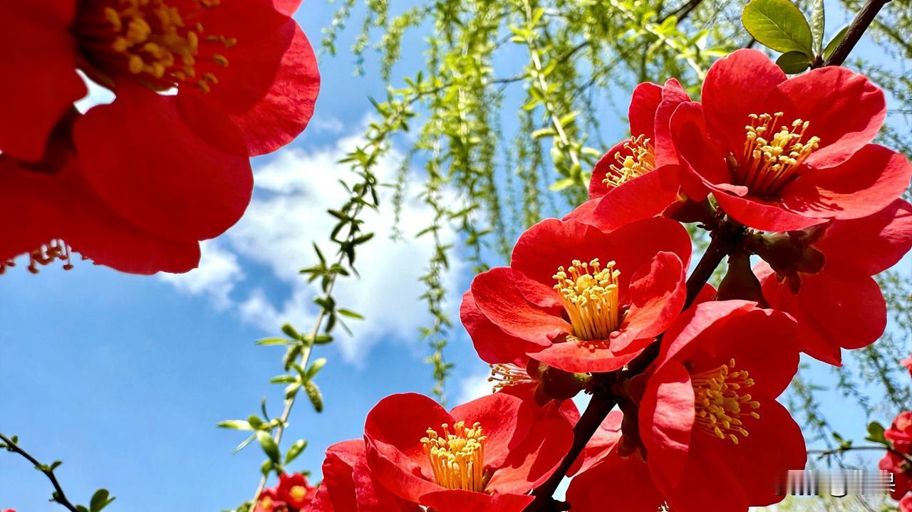 赏析：这幅下联“花红柳绿迎春归”与上联“冰天雪地送冬去”形成了鲜明的季节对比。从