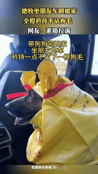 家人们！这才是带狗坐朋友车的正确打开方式！

德牧坐主人朋友的车回娘家，主人直接