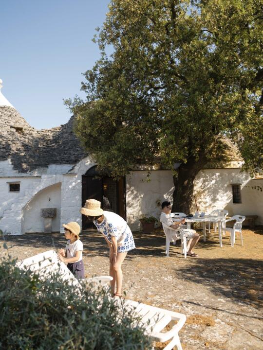 橄榄树下过夏天