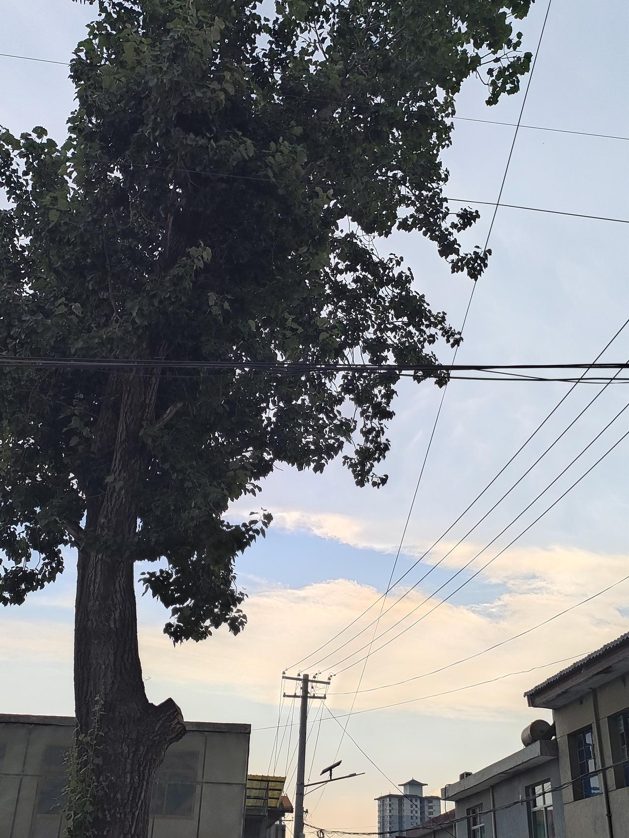 夏日生活打卡季老杨树静静伫立，云絮漫过屋檐，老式院落褪去喧嚣，只剩晚风、绿树与慢