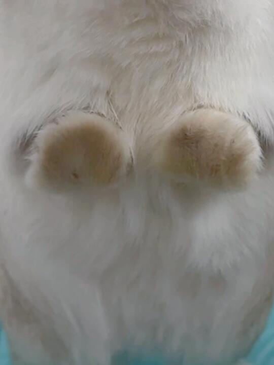 看jio猜动物