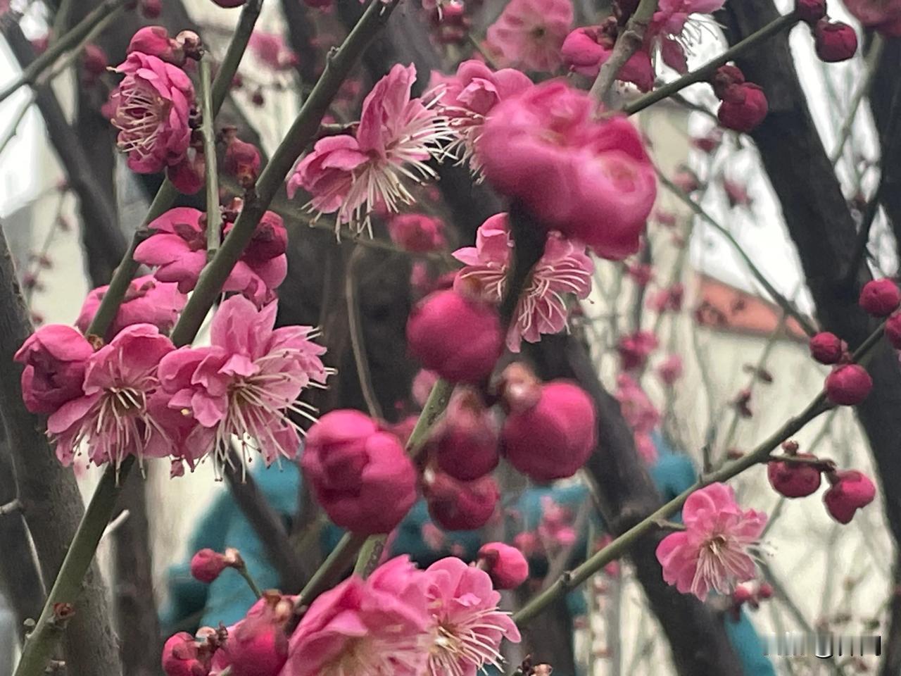 【鹧鸪天•春至惊蛰荠菜鲜】
春至惊蛰荠菜鲜，红梅也在亮欣妍。
一年物事初开始，四