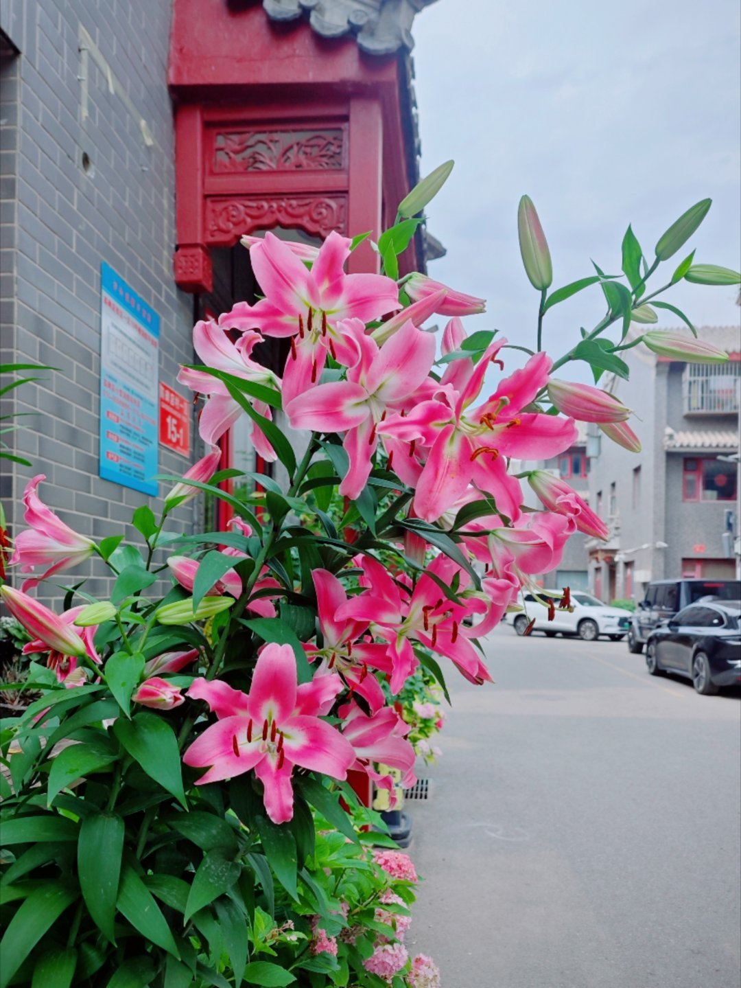 CV路扬君 你看你看你看，它们也在冲我笑！ 北京