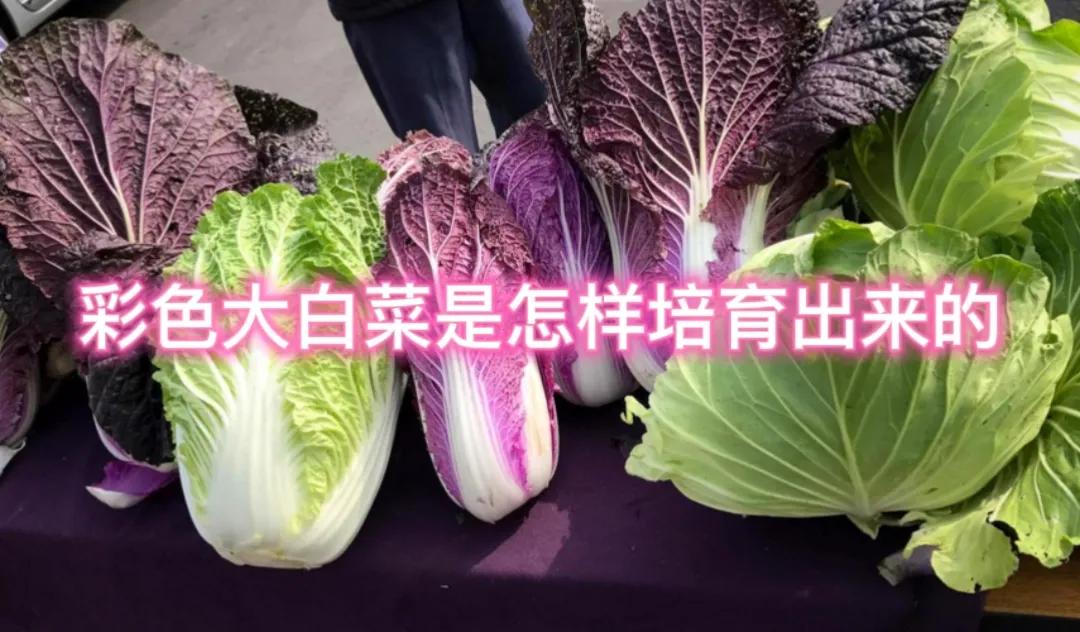 #彩色大白菜是怎么培育出来的#彩色大白菜是通过杂交育种培育出来的。科研人员从众多