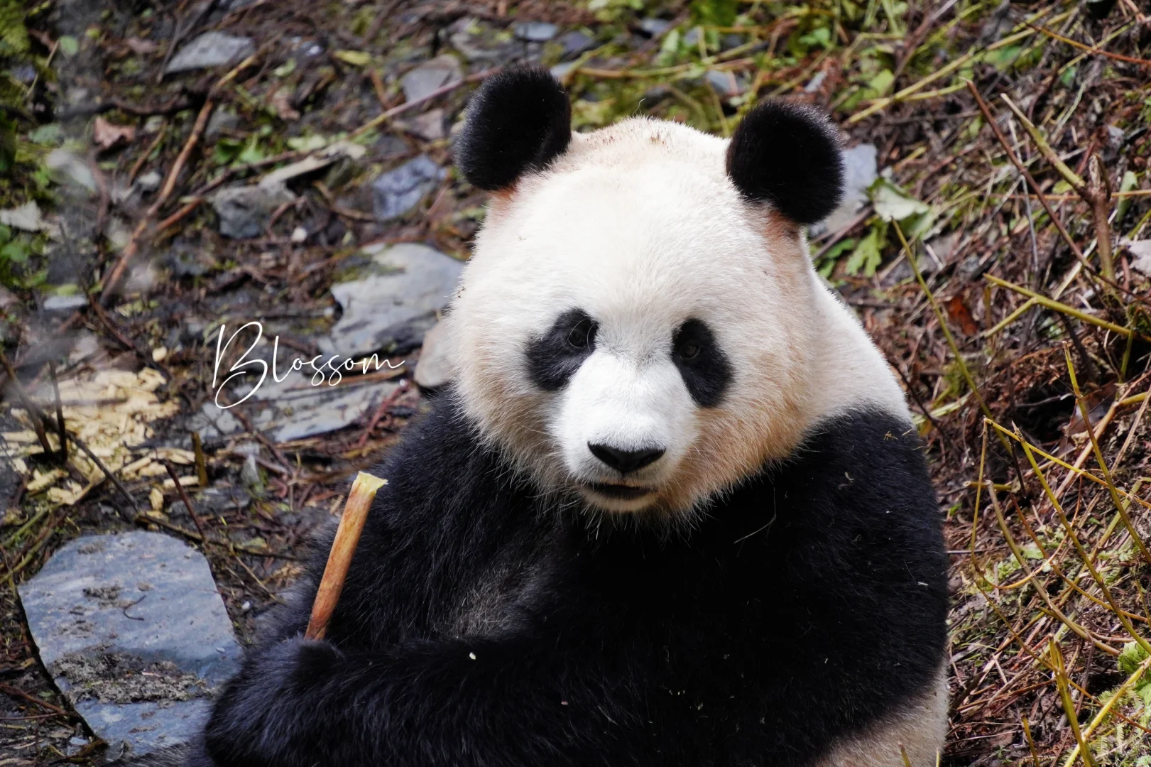 240903 山竹乖乖，希望下次见到你能好好的