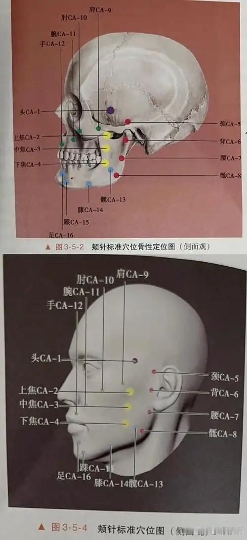 从今天开始用四天的时间学习颊针
心中有解剖，针刺有方向
穴位选的准，施针病消除