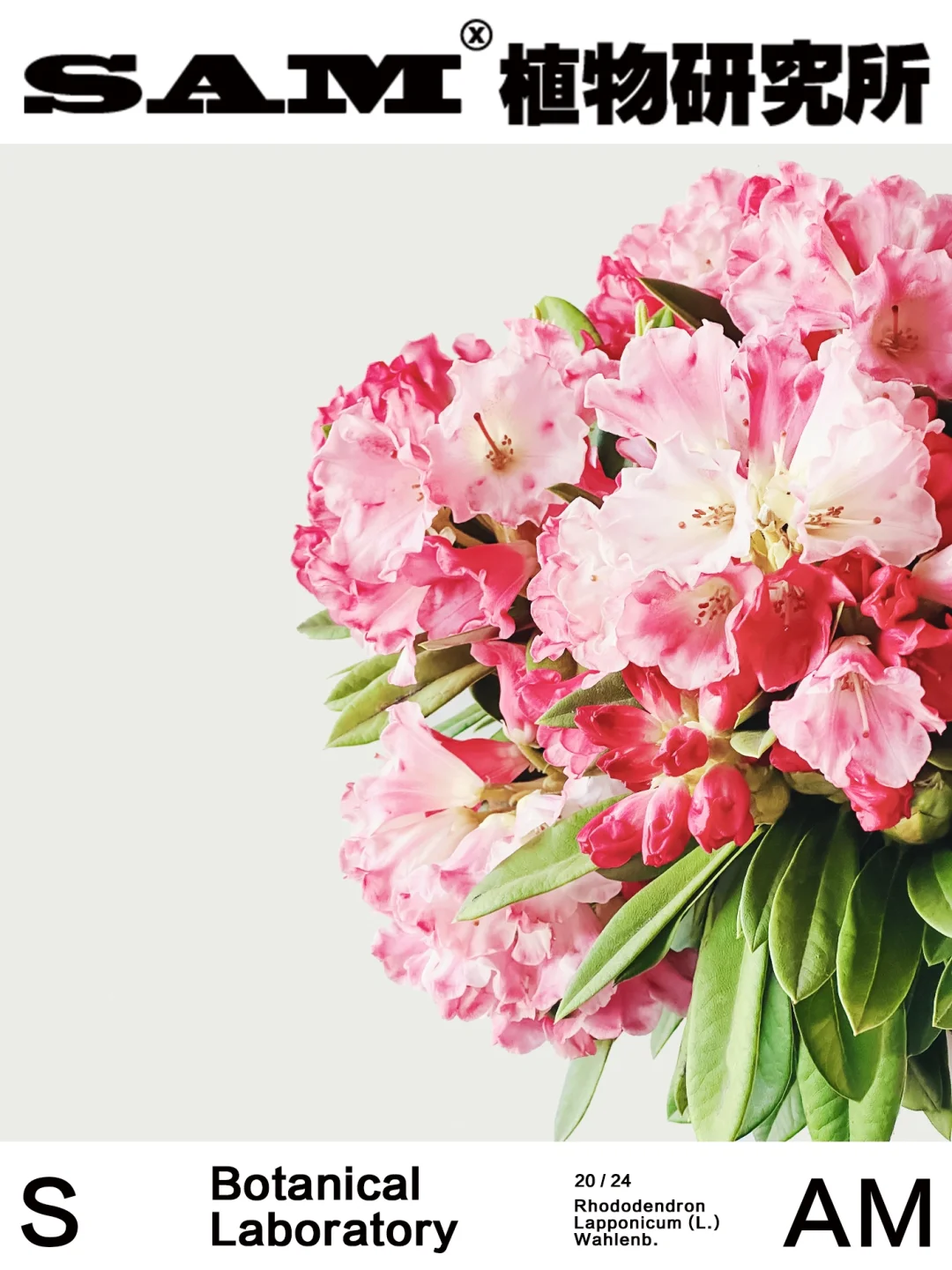 高山杜鹃｜Rhododendron Lapponicum (L.) Wa