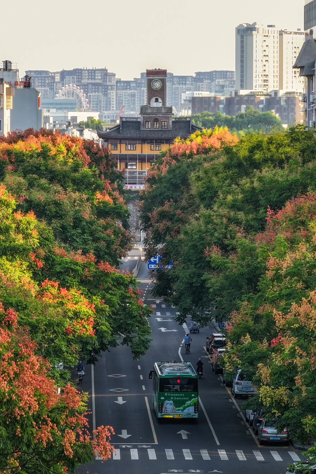 栾树半树葱茏半树秋，一半在夏天一半在秋天