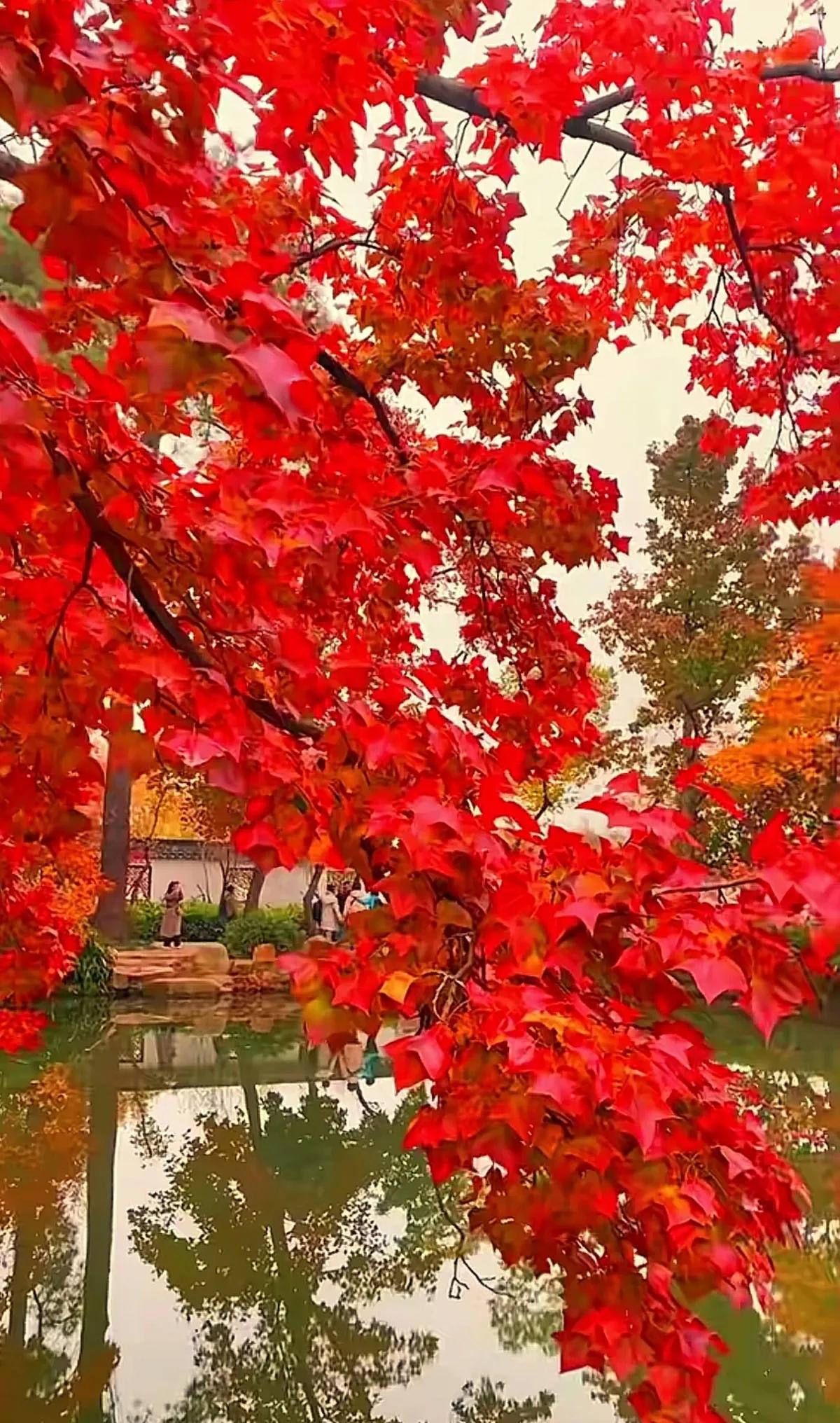 枫叶红于二月花，秋色满园关不住。枫叶知秋一地红 正是红叶灿烂时 枫叶红遍天 枫叶