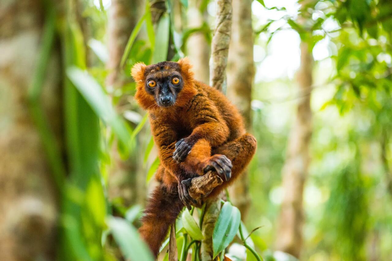 奇妙生物圈专业科普 | 动物科普🌿【马达加斯加的精灵舞者：狐猴的奇妙日常】🌿