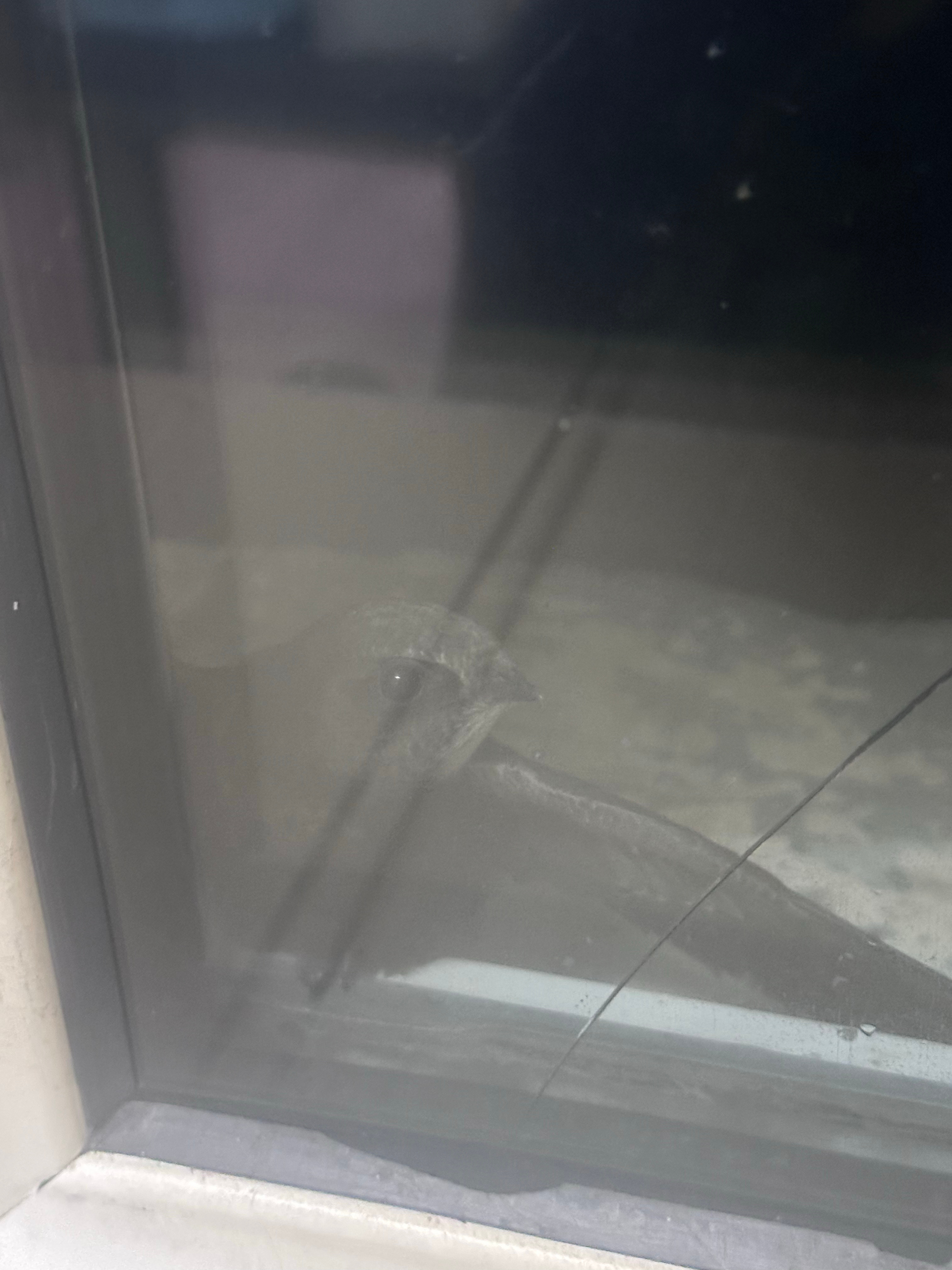 玩着手机躺床上 突然有人敲我窗靠近发现是这个小家伙🐦大晚上是要吓死谁 
