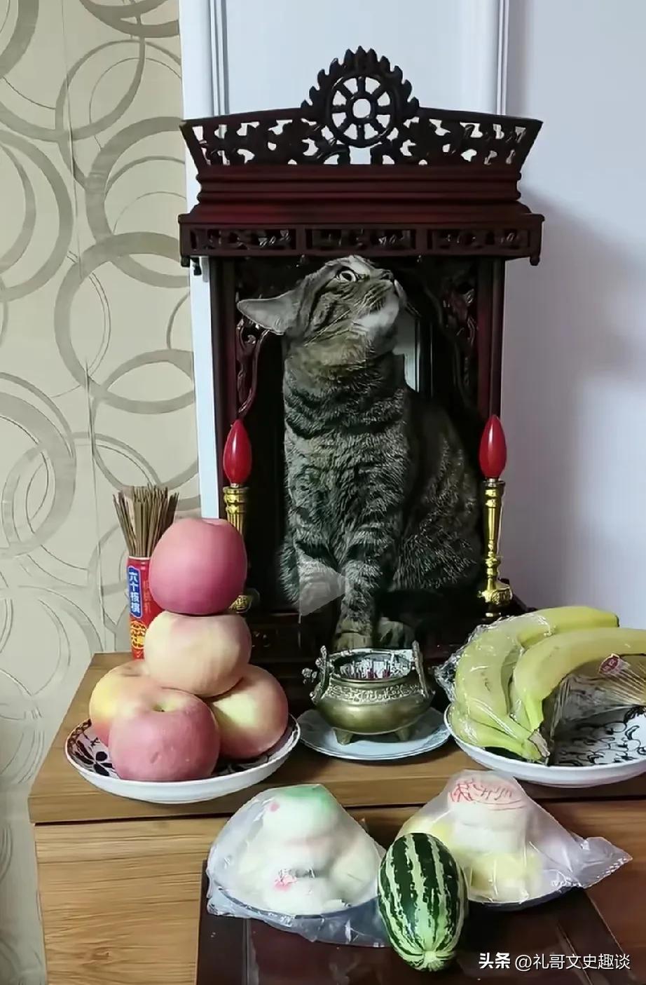 这猫真会选位置！不是谁都敢坐的。看到这一幕，我终于知道十二生肖里面为什么没有猫了