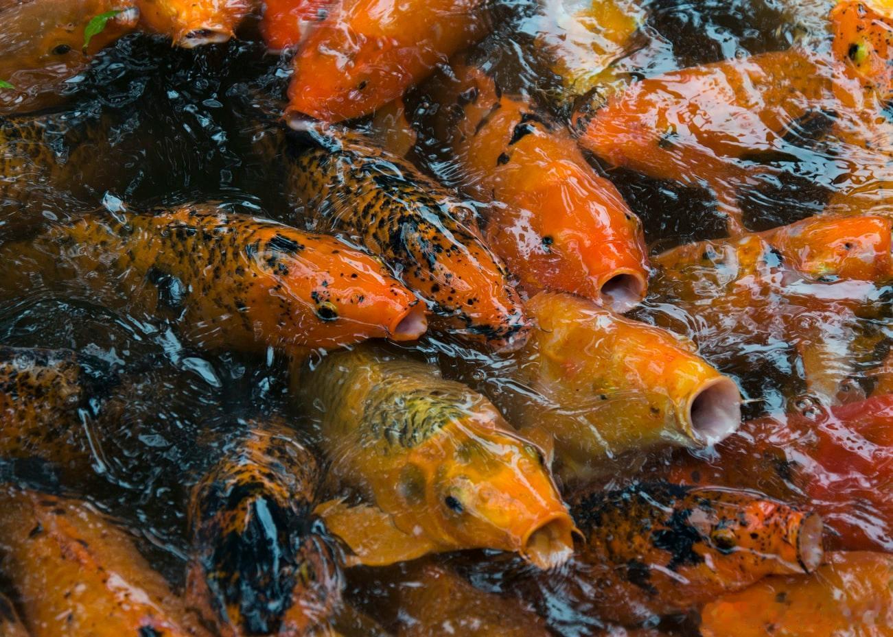 锦鲤冲天，好运翻番头顶红花，致富发家