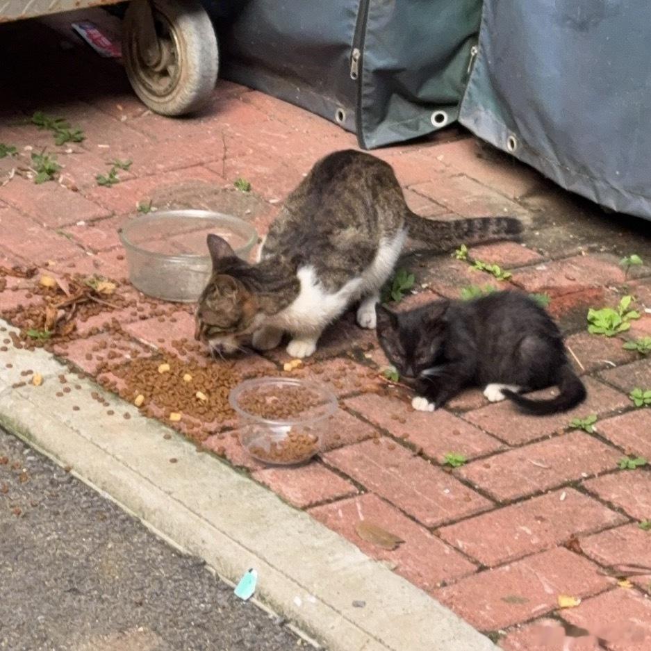小咪咪今日投喂完成猫喝水连着喝将近一分钟没停给它们渴成啥了呀