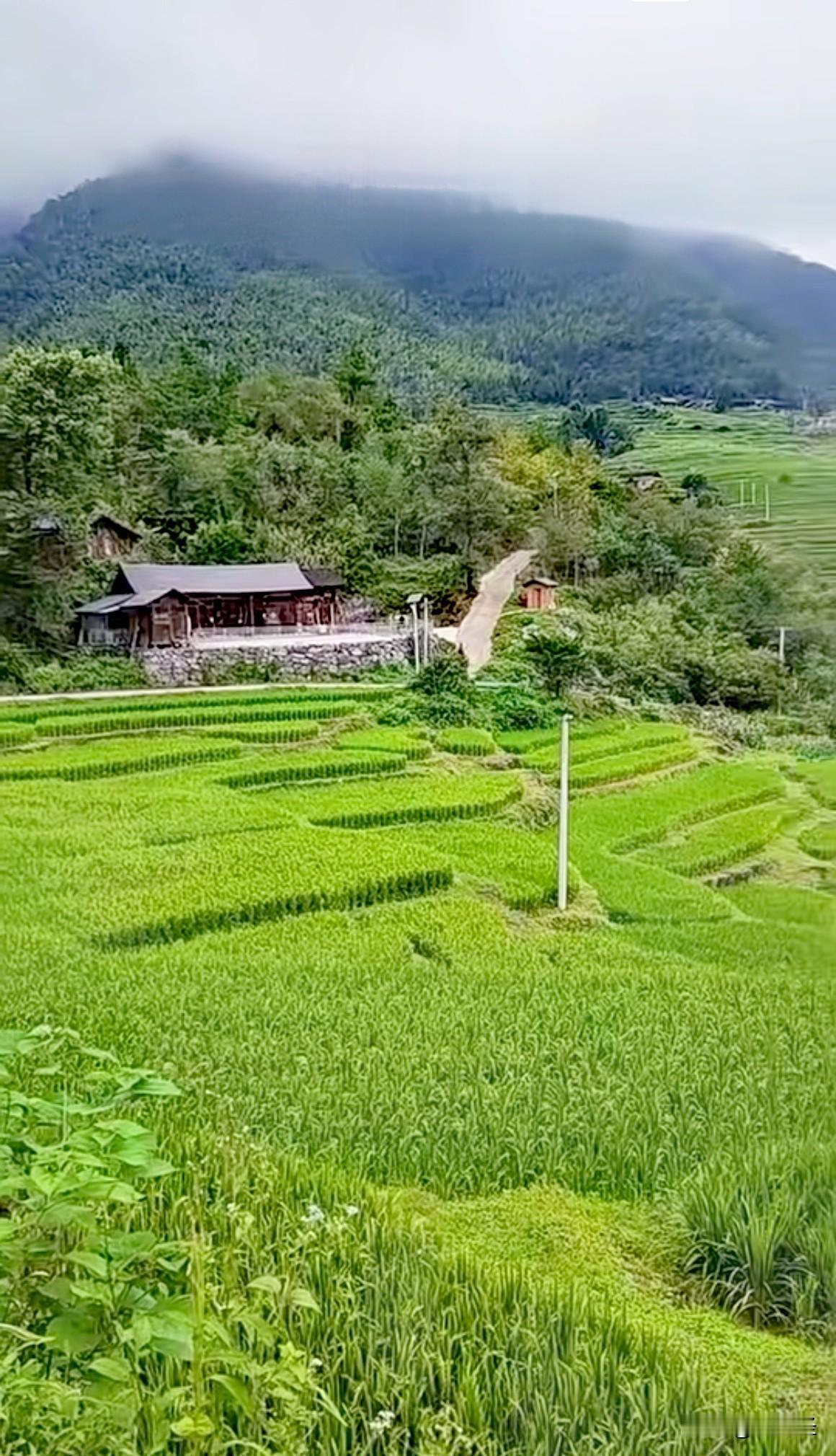 上周跟着朋友去西林那佐苗族乡跑山，随手拍的一张图直接刷爆了我的朋友圈。
千亩绿油