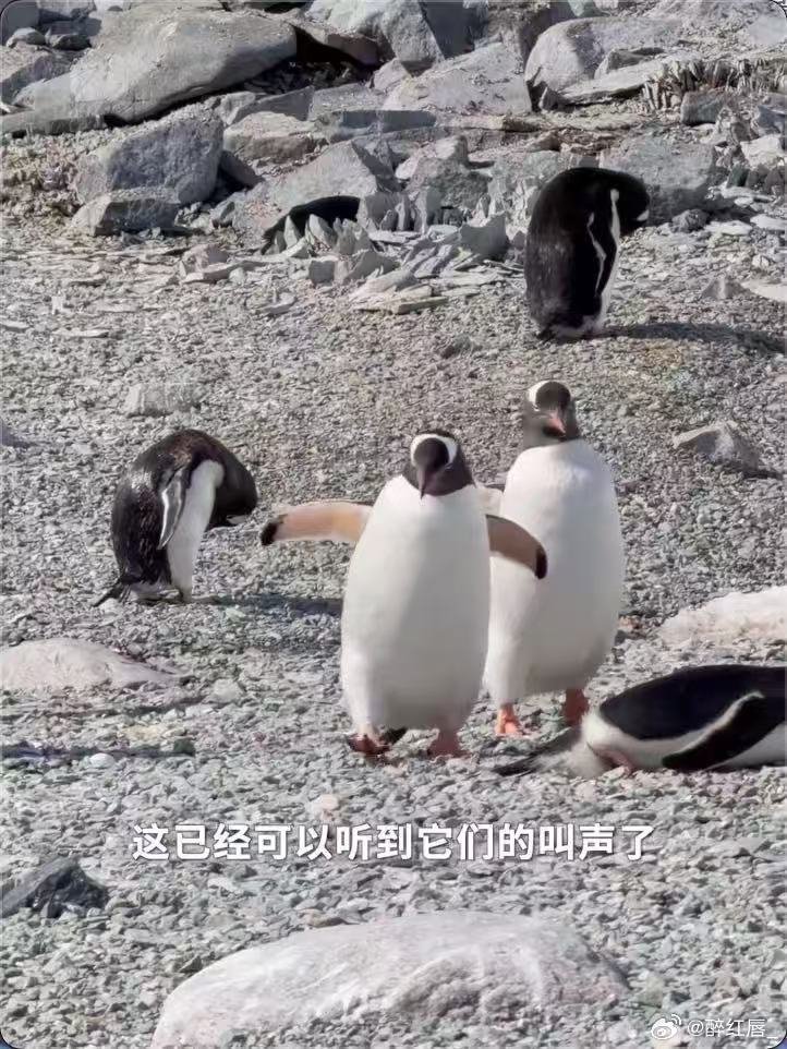 南极的极昼里，太阳永不沉没，如同生命中不息的希望。何香蓓记录的企鹅教会我们：扑通