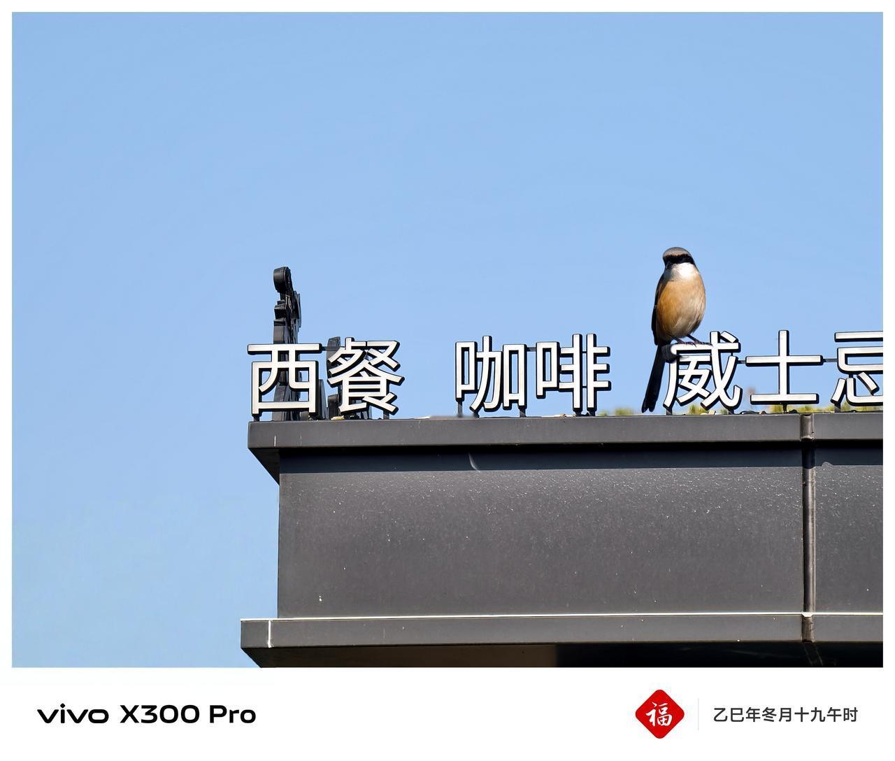 《西餐厅的编外“鸟导”》