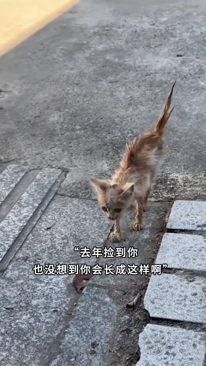 去年捡到你，也没想到你会长成这样。