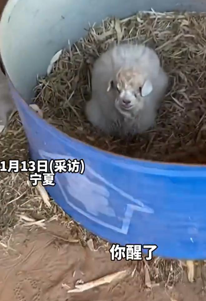 这只宁夏小羊的